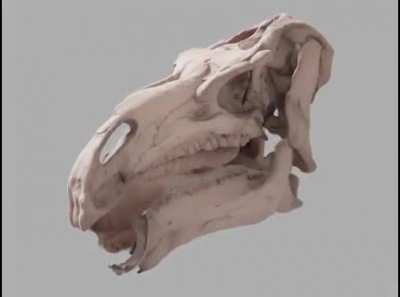 Fossilized Iguanodon skull