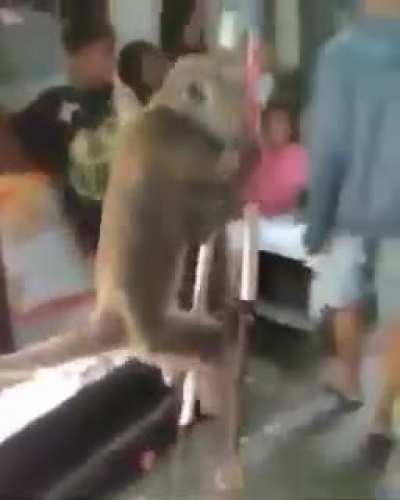 macaco usando perna de pau