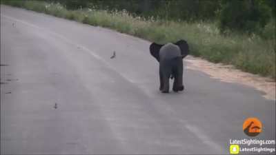 Please stop what you're doing and watch this baby elephant play with birds