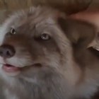 Don't annoy the floof