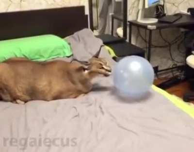 Caracal VS balloon