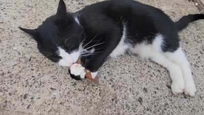 PoOr KiTtEn FoRcEd To LivE aS a VeGaN bY HiPsTeR OwNeR, LiVeS LiFe iN  MiSeRy.