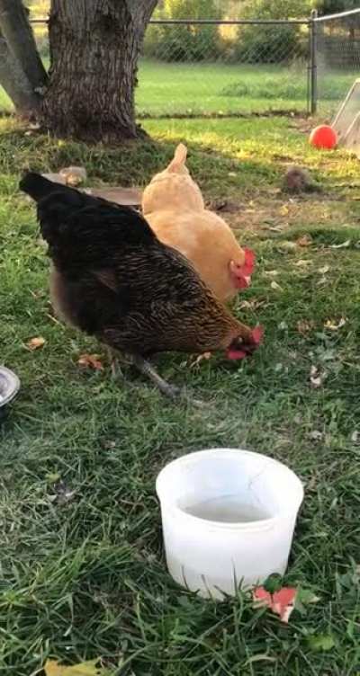 My chickens, Puff (black and gold) and Dumpling (big buff one) rebooting because the food “disappeared”.