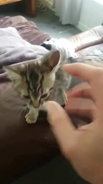 My kitteh LoreCat and me, playing 