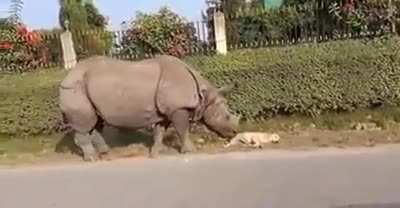 Rhino wakes up dog