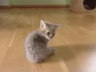 Baby kitten