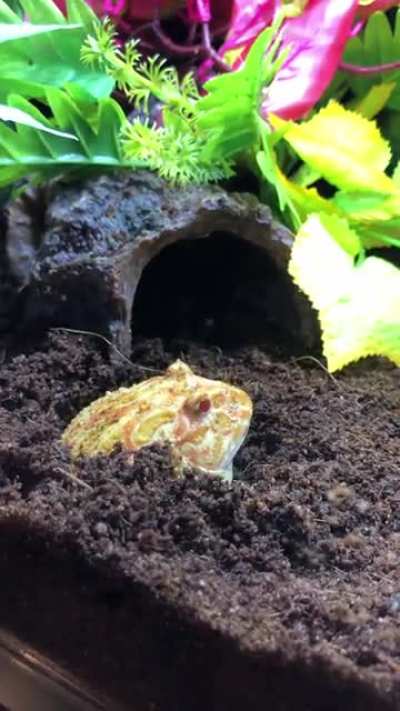 She Dig