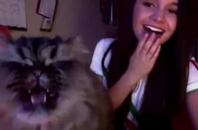 its not over until the fat kitty sings.