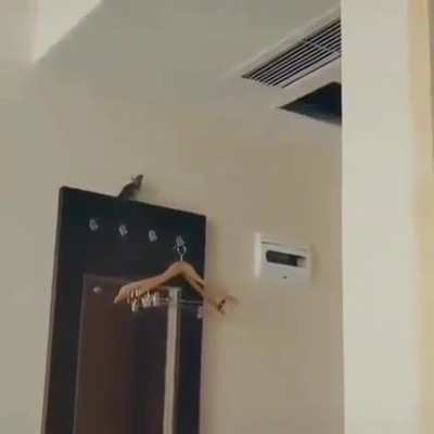 My rat people need me!