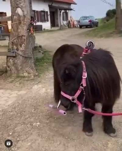 wtf how the horse do that ⁉️ *mb for tiktok*