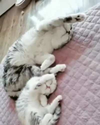 Copycat
