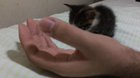 Criminal willfully turns themself in
