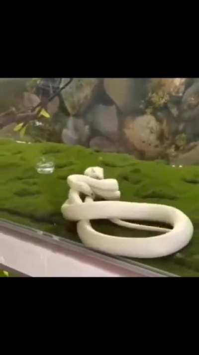 To bite the prey