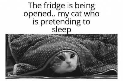 Every cat... eVeR!