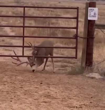 Mule Buck smartly maneuvering its antlers to get through a gate