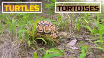 Incrível a envolução animal 🦎+☢️=🦖(sim meme pego do discord)