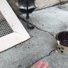 Thank you for lööps brother
