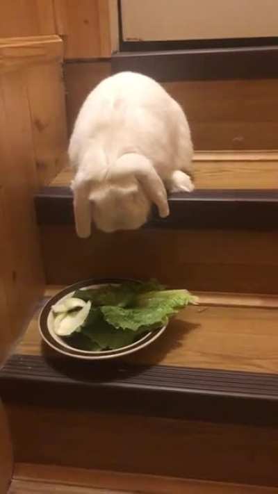 Trying to teach Rolex to go down the stairs... we aren’t so successful
