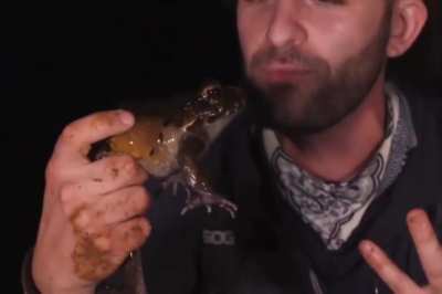 I was today, seconds old when I found out that frogs make noise like this. And they're dramatic 