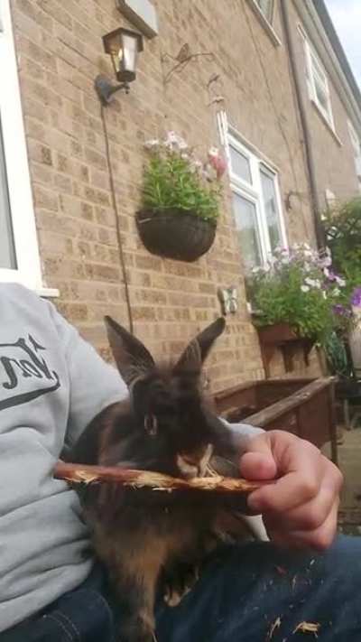 This Is now part of buster's daily routine. He absolutely loves it.