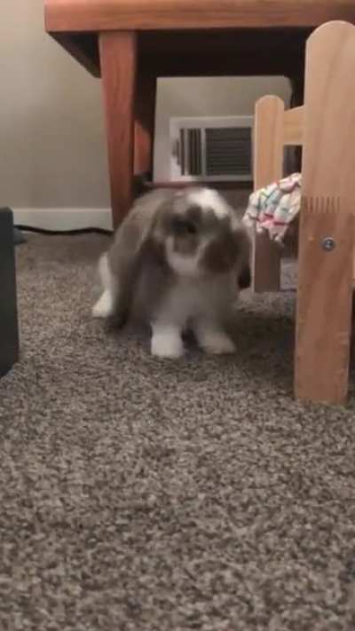 Moose sure is a graceful cutie 🥰🥺🐰