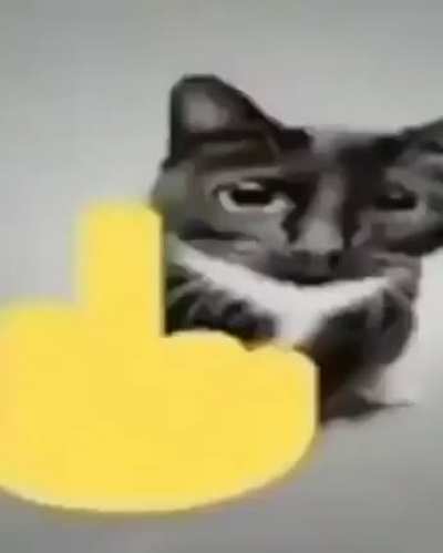 mean cat