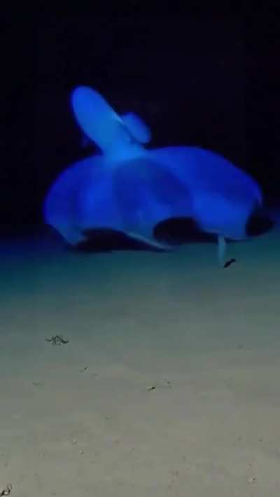 🔥 The way this vampire squid moves across the ocean floor