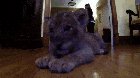 Rescued lion cub settling into their caretaker's home