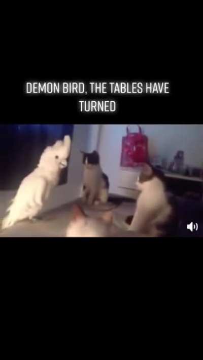Demon bird indeed.....