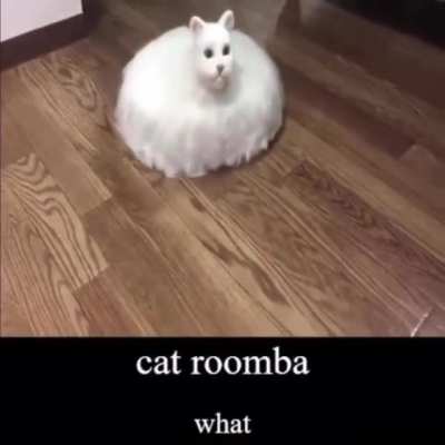 Cat Roomba HD