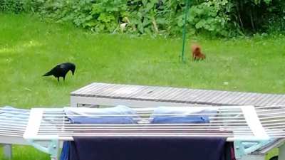 Ein kleiner Streit zwischen Eichhörnchen und Krähe den ich im Garten mitbekommen habe
