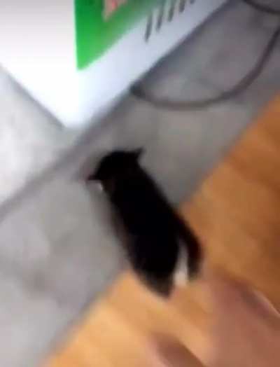 Smol criminal arrested after a lengthy chase