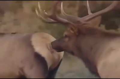 Deer ass