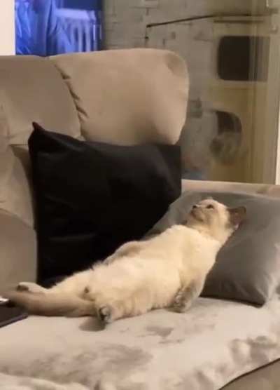 Котик