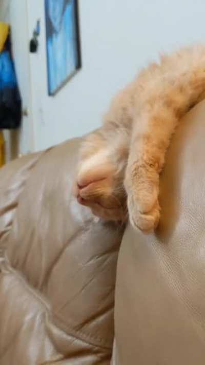My sleepy boy, Fritz