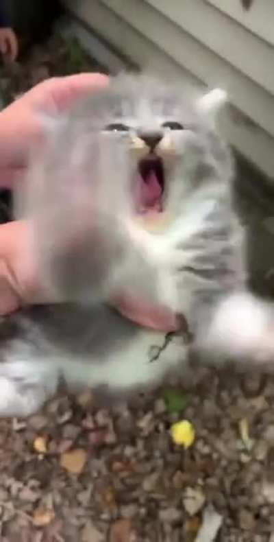 Oh he big mad