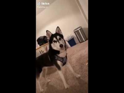Awoo