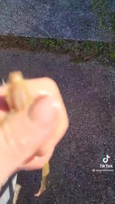 Песча<wbr>ный червь