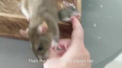 Mother rat teaches her babys how to groom their human