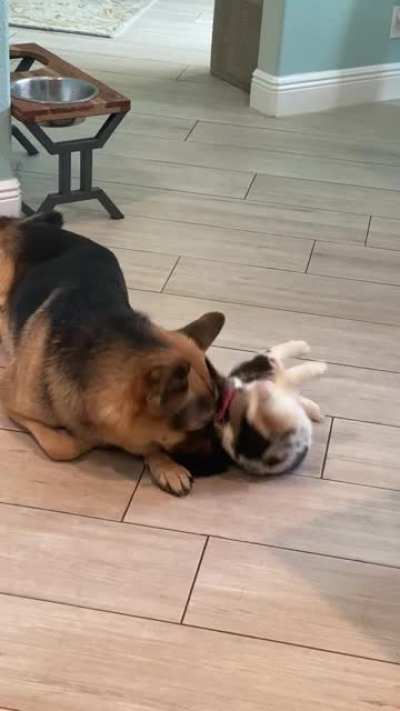 My German Shepherd, Parker and Noodle the Auggie being total Bros