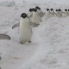 Репет<wbr>ицион<wbr>ный баян перед 09.05.20.