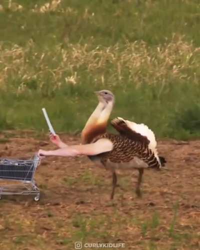 If birds had arms...
