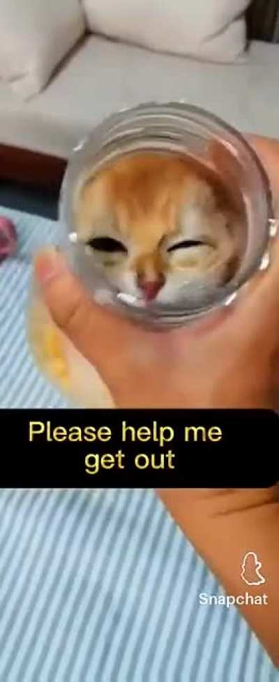 Saw this on snapchat and Idk if it actually happened or not but I doubt that the cat got stuck in there by itself. I think the creator trapped it and 