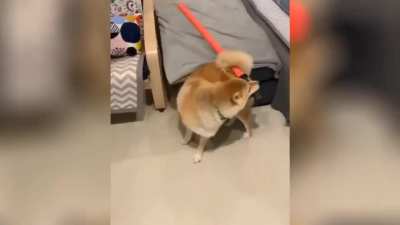 Dog souls