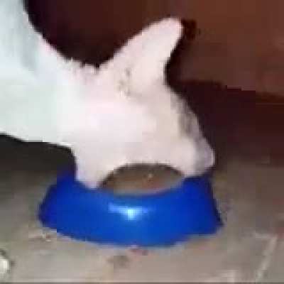 🐱