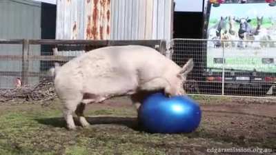 Happily playing with the ball