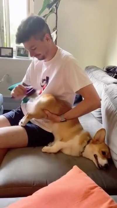 Pet the damn dog?