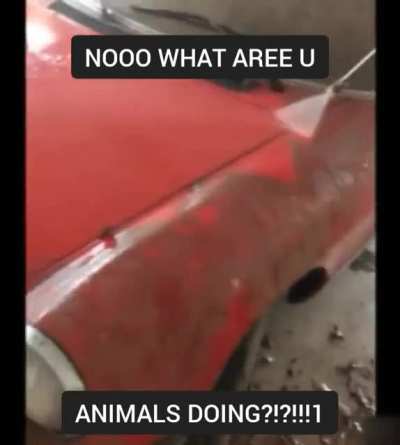 ANIMALS
