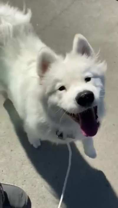 When your dog loves you and walks