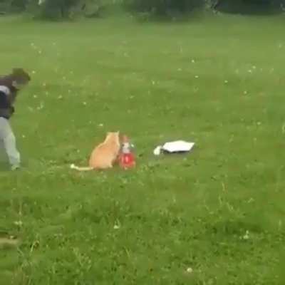 Boy saves cat from certain death in dangerous science experiment.